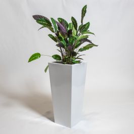 Witte Glos Polystone Hoge Uitlopende Plantenbak - 90cm