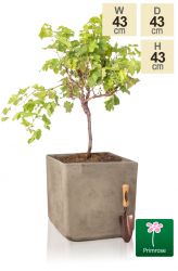 Primrose™ - Verouderde Kalksteen Vierkante Plantenbak - H43cm